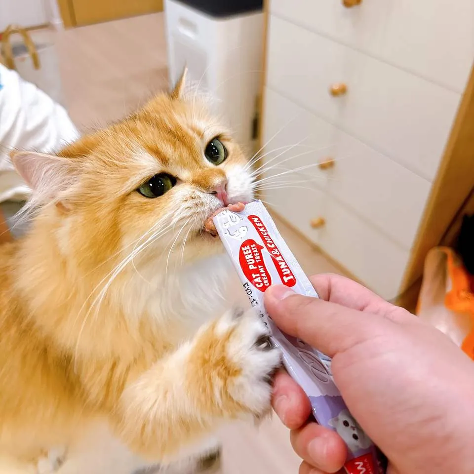 kitten food