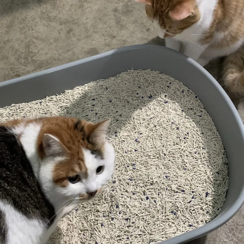 kitten food