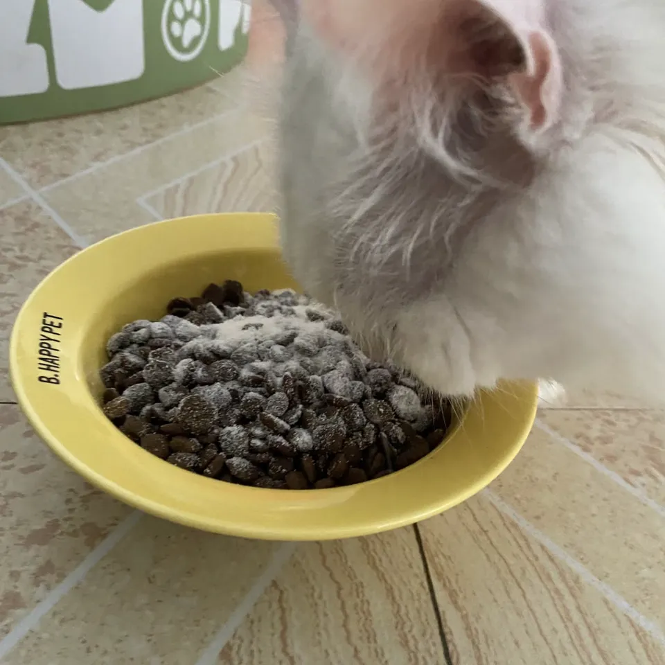 Adult cat Food
