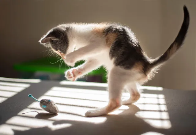 New Breakthrough in the Pet Food Industry: Premium Pet Food Brand Launches High-Protein Chicken and Goat Milk Cat Canned Food